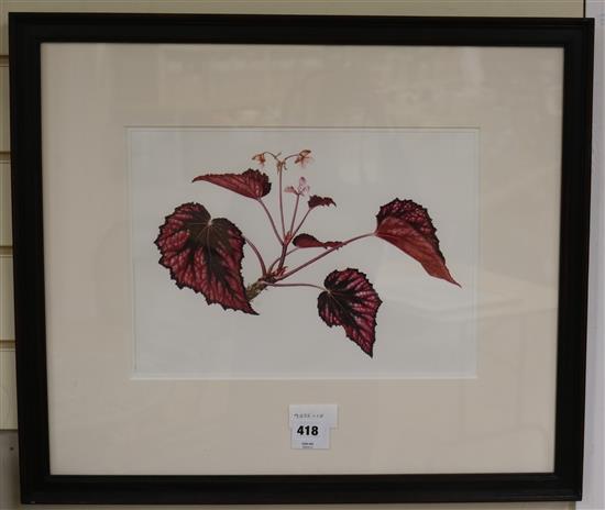 Sue J Williams, watercolour, Begonia Regal Minuet, label verso, 26 x 36cm
